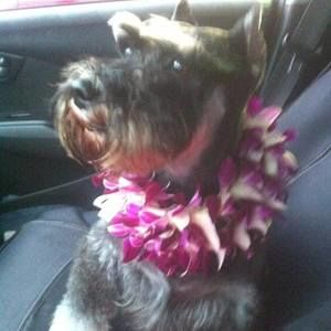 Meet your Posher, Simone